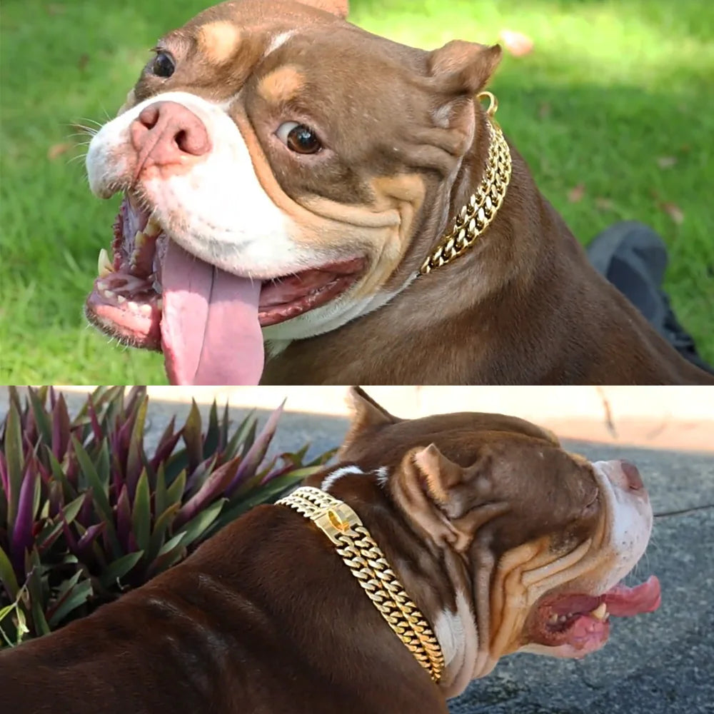 Collar American Bully