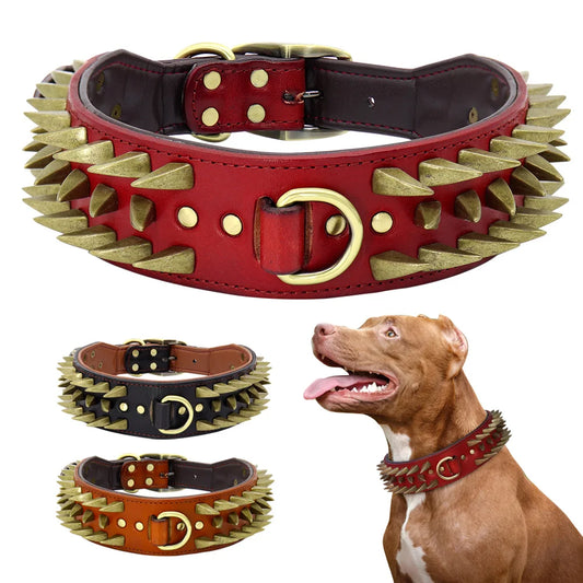 Colar American bully