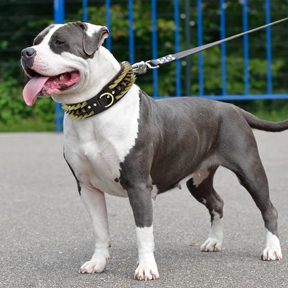 Colar American bully