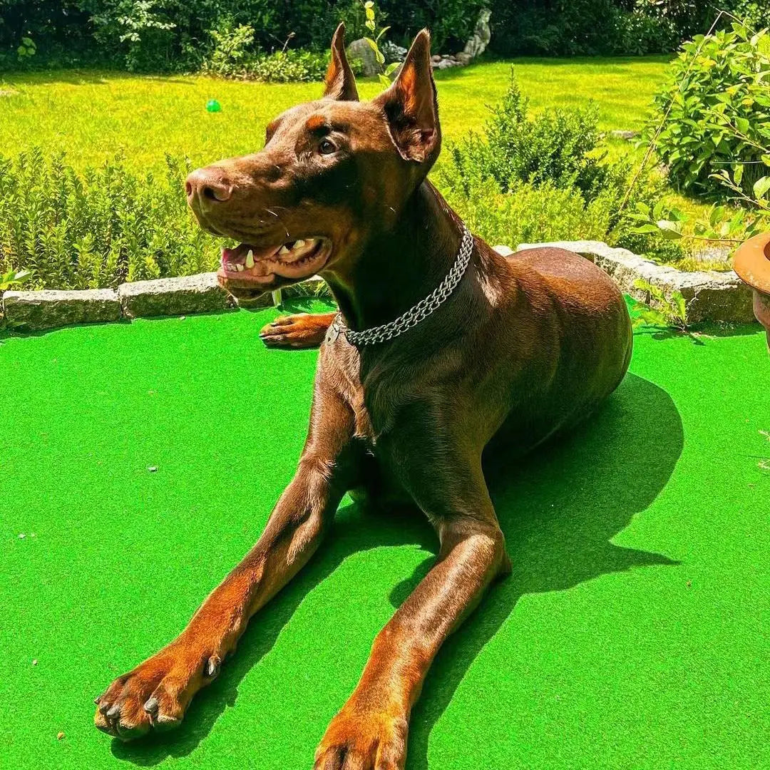 Coleira em aço dourado