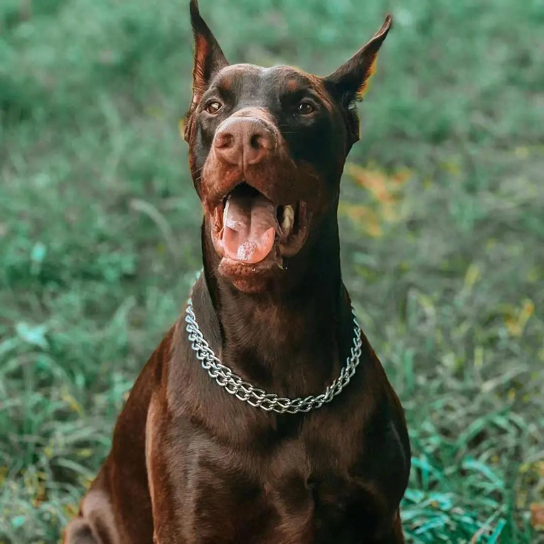 Coleira em aço dourado